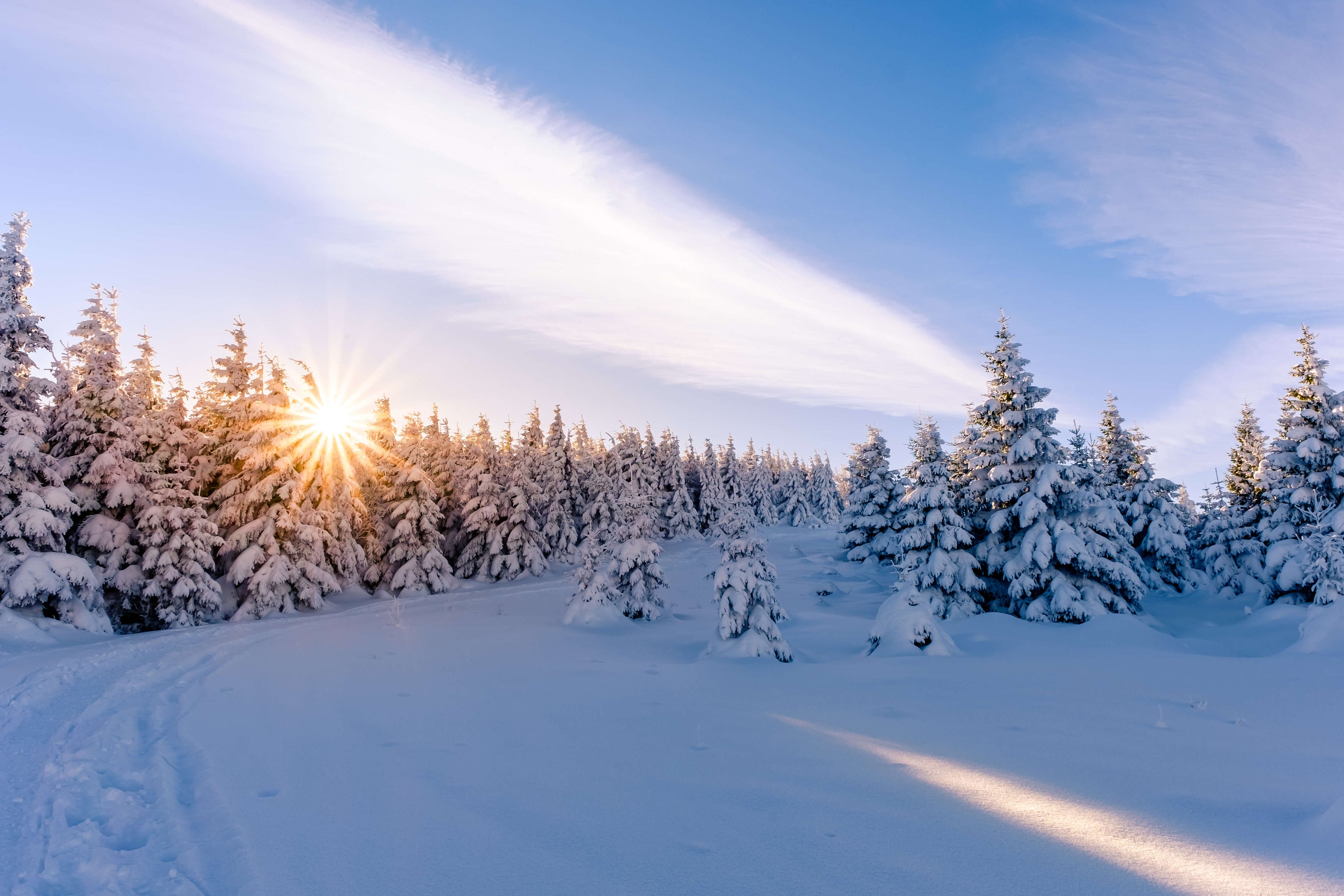 Die Wintersonne im Wald am Brocken im Harz - Harzer Produkte kaufen auf Harz-Shop.de